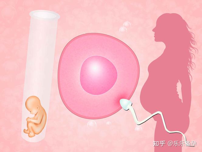 有没有供卵试管成功的(供卵试管成功率如何？)