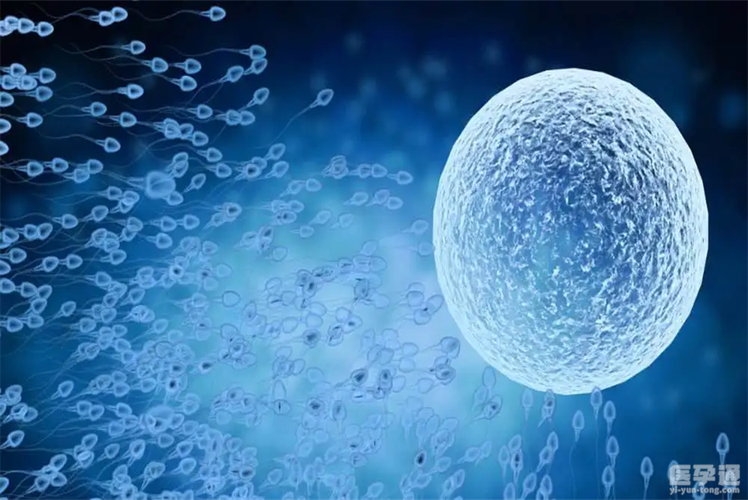 供卵试管婴儿成功率是多少【供卵试管婴儿成功率调查：究竟有多高？】