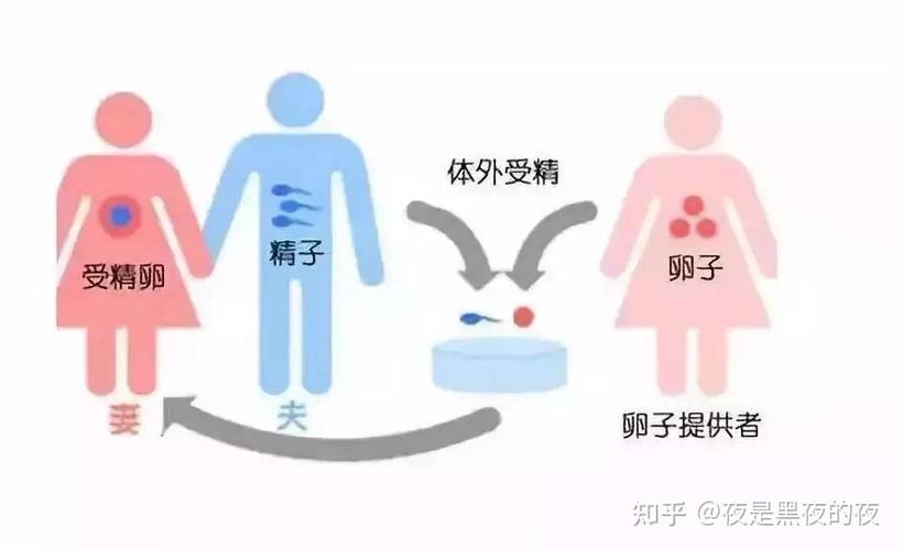 供卵是违法的吗(供卵合法化:是违法的吗?)