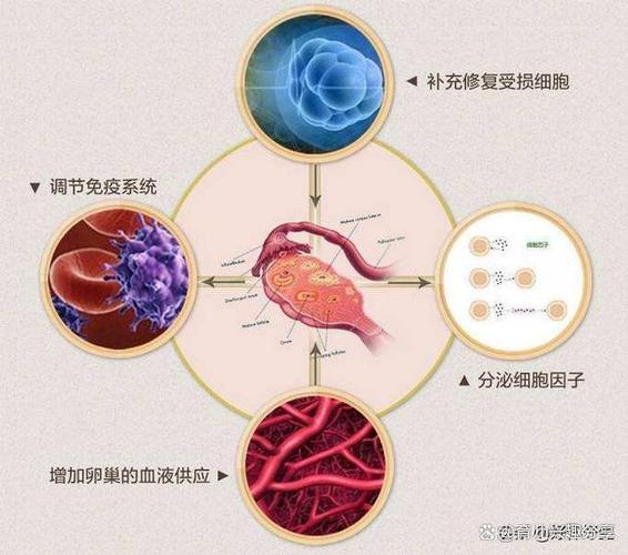 大龄接受供卵成功率-大龄接受供卵成功率解析及影响因素